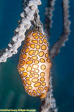 flamingo tongue